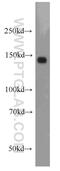 RecQ Like Helicase 4 antibody, 17008-1-AP, Proteintech Group, Western Blot image 