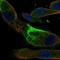 IQ Motif And Ubiquitin Domain Containing antibody, HPA049626, Atlas Antibodies, Immunocytochemistry image 