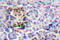 Moesin antibody, LS-C176543, Lifespan Biosciences, Immunohistochemistry paraffin image 
