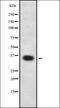 Olfactory Receptor Family 6 Subfamily N Member 1 antibody, orb338519, Biorbyt, Western Blot image 