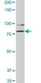 Component Of Oligomeric Golgi Complex 2 antibody, H00022796-M01, Novus Biologicals, Western Blot image 