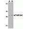 TNF Superfamily Member 12 antibody, TA306313, Origene, Western Blot image 