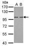 Oxysterol Binding Protein 2 antibody, GTX119682, GeneTex, Western Blot image 
