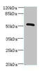 Zinc finger protein 410 antibody, MBS7001832, MyBioSource, Western Blot image 