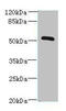 Zinc Finger Protein 410 antibody, MBS7001832, MyBioSource, Western Blot image 