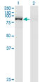 Glutaminyl-TRNA Synthetase antibody, LS-C133074, Lifespan Biosciences, Western Blot image 