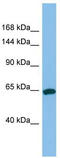 Thyroid Peroxidase antibody, TA335246, Origene, Western Blot image 