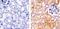 Histone Deacetylase 2 antibody, 51-5100, Invitrogen Antibodies, Immunohistochemistry frozen image 