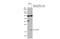 Interleukin-1 family member 7 antibody, GTX108419, GeneTex, Western Blot image 