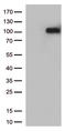 Interferon Lambda Receptor 1 antibody, LS-C800026, Lifespan Biosciences, Western Blot image 