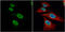 Far Upstream Element Binding Protein 1 antibody, GTX115154, GeneTex, Immunofluorescence image 