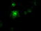 SL cytokine antibody, TA500274, Origene, Immunofluorescence image 