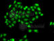 PHD Finger Protein 11 antibody, A7803, ABclonal Technology, Immunofluorescence image 