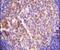 G Protein-Coupled Receptor Kinase 6 antibody, PA5-13730, Invitrogen Antibodies, Immunohistochemistry frozen image 