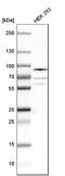 Heterogeneous Nuclear Ribonucleoprotein R antibody, HPA026092, Atlas Antibodies, Western Blot image 