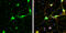 Synaptosome Associated Protein 29 antibody, GTX131028, GeneTex, Immunofluorescence image 