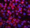 Lactate Dehydrogenase B antibody, PB10076, Boster Biological Technology, Immunofluorescence image 
