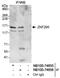 Zinc Finger And BTB Domain Containing 21 antibody, NB100-74655, Novus Biologicals, Western Blot image 