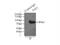 RNA polymerase II-associated factor 1 homolog antibody, 15441-1-AP, Proteintech Group, Immunoprecipitation image 