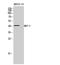 Dual Specificity Phosphatase 4 antibody, A03486, Boster Biological Technology, Western Blot image 