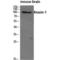 Ataxin 1 antibody, LS-C382169, Lifespan Biosciences, Western Blot image 