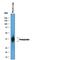 Podoplanin antibody, AF3244, R&D Systems, Western Blot image 