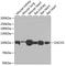 Dachshund Family Transcription Factor 1 antibody, GTX33142, GeneTex, Western Blot image 