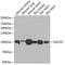 Dachshund homolog 1 antibody, GTX33142, GeneTex, Western Blot image 