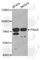 Peptidyl Arginine Deiminase 4 antibody, A1906, ABclonal Technology, Western Blot image 