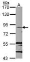 Microtubule Affinity Regulating Kinase 2 antibody, PA5-29377, Invitrogen Antibodies, Western Blot image 