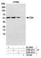 CD4 antibody, A700-015, Bethyl Labs, Immunoprecipitation image 