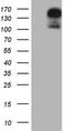 GLI Family Zinc Finger 2 antibody, LS-C339221, Lifespan Biosciences, Western Blot image 