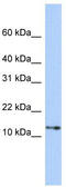 G Protein Subunit Gamma Transducin 2 antibody, TA333628, Origene, Western Blot image 