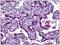 Nitric Oxide Synthase 3 antibody, AP31361PU-N, Origene, Immunohistochemistry frozen image 