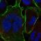 Ankyrin-2 antibody, NBP2-33863, Novus Biologicals, Immunofluorescence image 