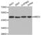 Methyl-CpG Binding Domain Protein 2 antibody, abx001828, Abbexa, Western Blot image 