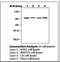 Inhibitor Of Nuclear Factor Kappa B Kinase Subunit Beta antibody, LS-C62046, Lifespan Biosciences, Western Blot image 