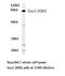 Exonuclease 1 antibody, LS-C177046, Lifespan Biosciences, Western Blot image 