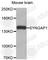 Synaptic Ras GTPase Activating Protein 1 antibody, A3652, ABclonal Technology, Western Blot image 