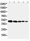 Flotillin 1 antibody, PA2033, Boster Biological Technology, Western Blot image 