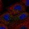 TOR Signaling Pathway Regulator antibody, HPA027995, Atlas Antibodies, Immunofluorescence image 