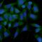 Tryptase Alpha/Beta 1 antibody, FNab08903, FineTest, Immunofluorescence image 