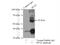 Amidophosphoribosyltransferase antibody, 15401-1-AP, Proteintech Group, Immunoprecipitation image 