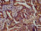 ATP Synthase Mitochondrial F1 Complex Assembly Factor 1 antibody, LS-C672928, Lifespan Biosciences, Immunohistochemistry paraffin image 