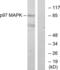 Mitogen-Activated Protein Kinase 6 antibody, LS-B9961, Lifespan Biosciences, Western Blot image 