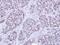 High Mobility Group Box 1 antibody, PA5-29604, Invitrogen Antibodies, Immunohistochemistry frozen image 