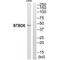 BTB Domain Containing 6 antibody, PA5-49871, Invitrogen Antibodies, Western Blot image 