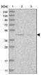 Dysbindin-1 antibody, NBP1-85299, Novus Biologicals, Western Blot image 