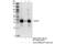 Emerin antibody, 30853T, Cell Signaling Technology, Immunoprecipitation image 