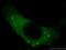 VPS33B Interacting Protein, Apical-Basolateral Polarity Regulator, Spe-39 Homolog antibody, 20771-1-AP, Proteintech Group, Immunofluorescence image 